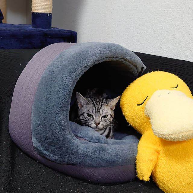 玄関/入り口/猫/ねこのいる日常/ねこと暮らすのインテリア実例 - 2021-03-03 21:40:45