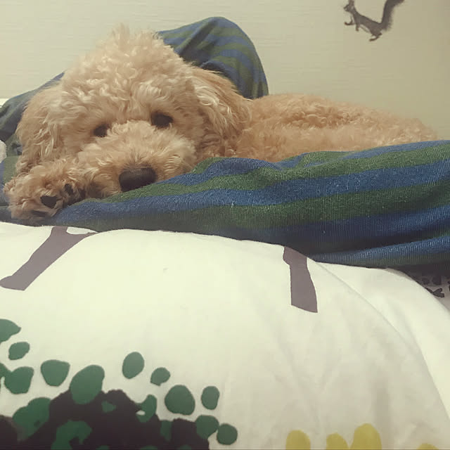 YOOOKOさんの実例写真