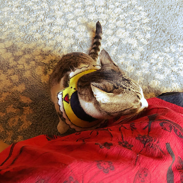 jijiさんの実例写真
