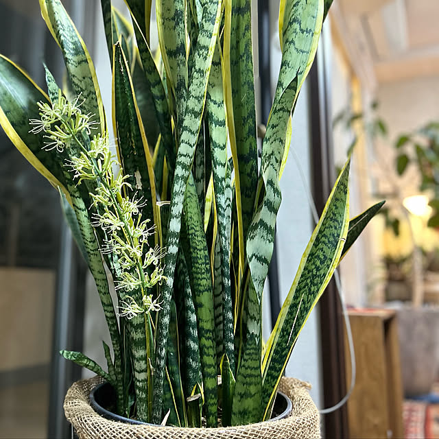 サンスベリアの花/マンション暮らし/観葉植物/サンスベリア/玄関/入り口のインテリア実例 - 2023-02-19 23:10:35