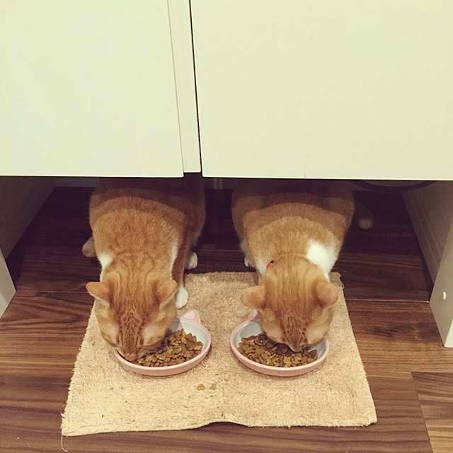 Shuichiさんの実例写真