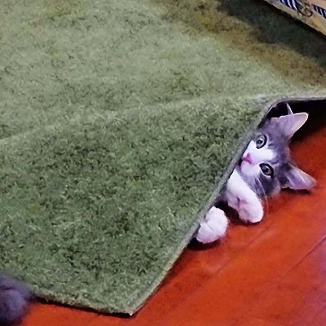 hakutomoroさんの実例写真