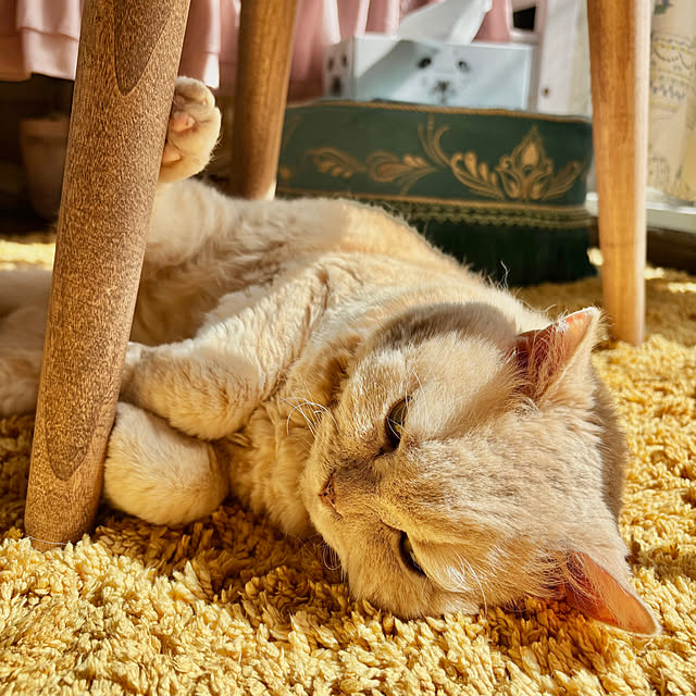 naokoさんの実例写真