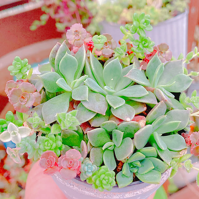 Hanakaさんの実例写真