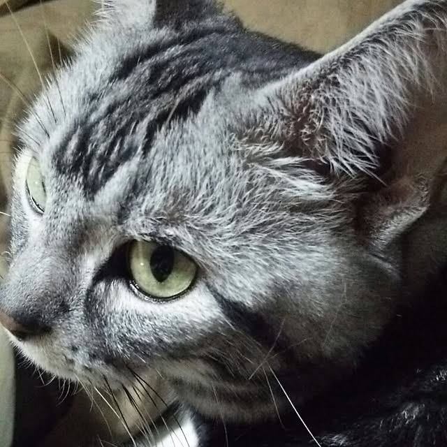kotikomoさんの実例写真