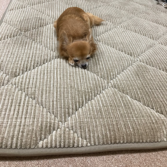koroさんの部屋