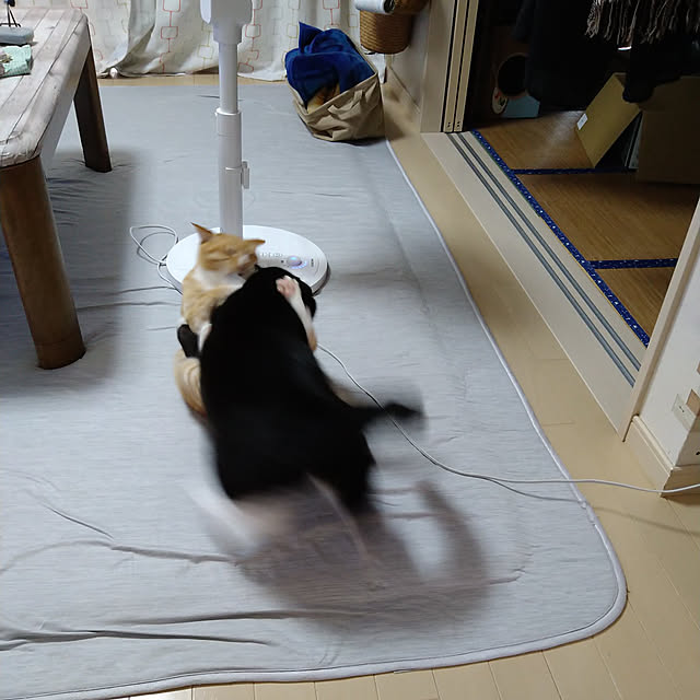 koromaroさんの実例写真