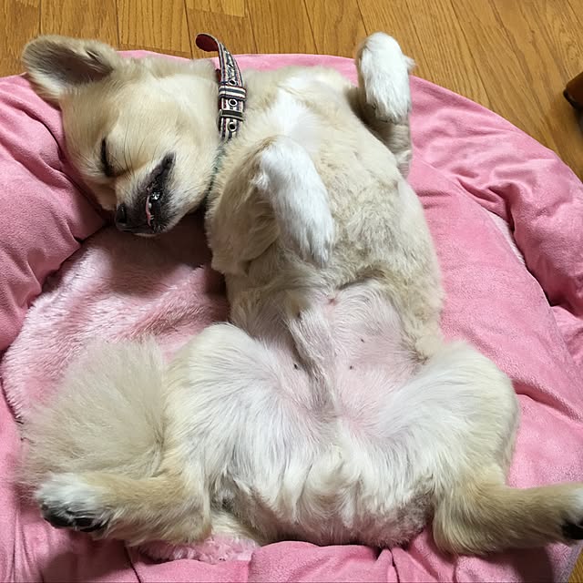 chocomamaさんの実例写真