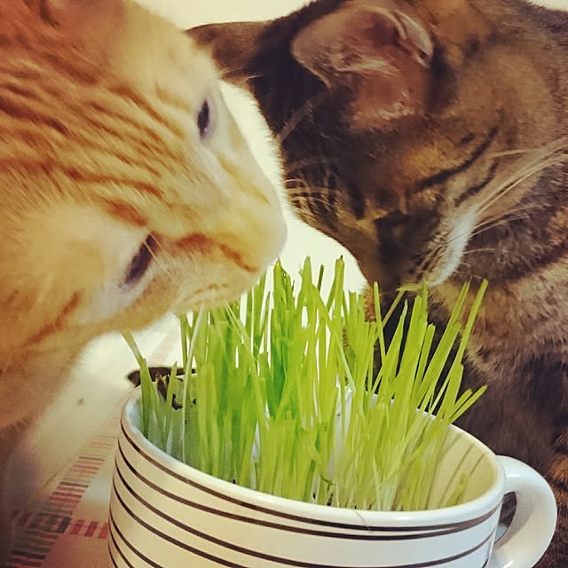 u00kさんの実例写真