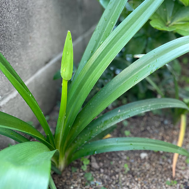 buchiさんの部屋