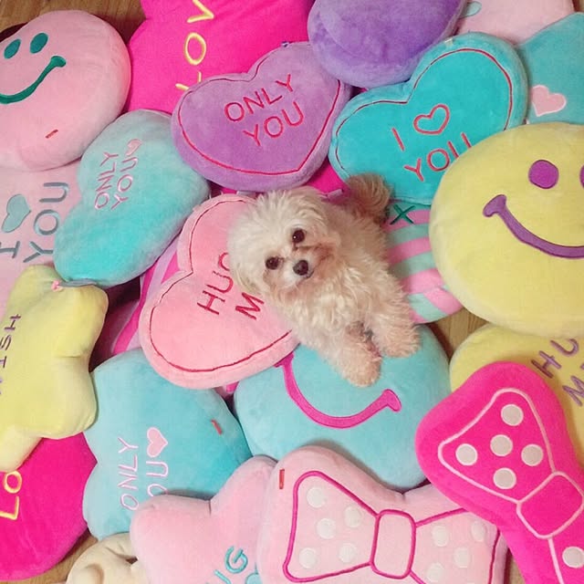 chiaaさんの実例写真