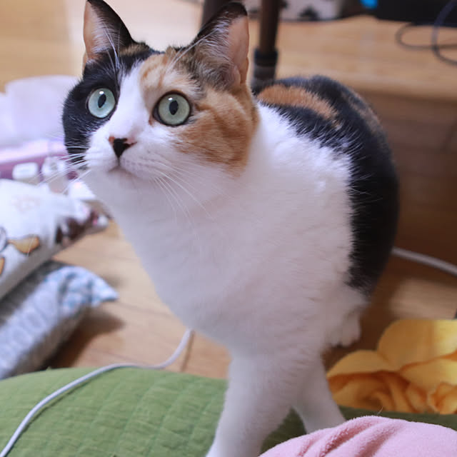 tsugumo8300さんの実例写真