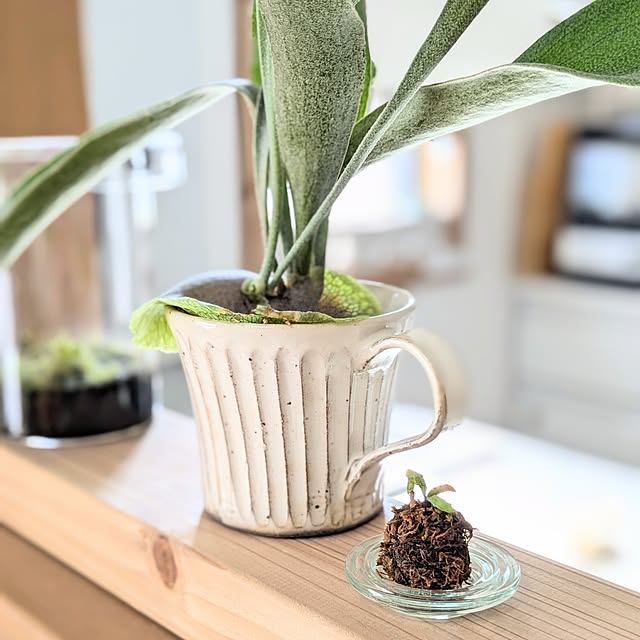 PEROさんの部屋