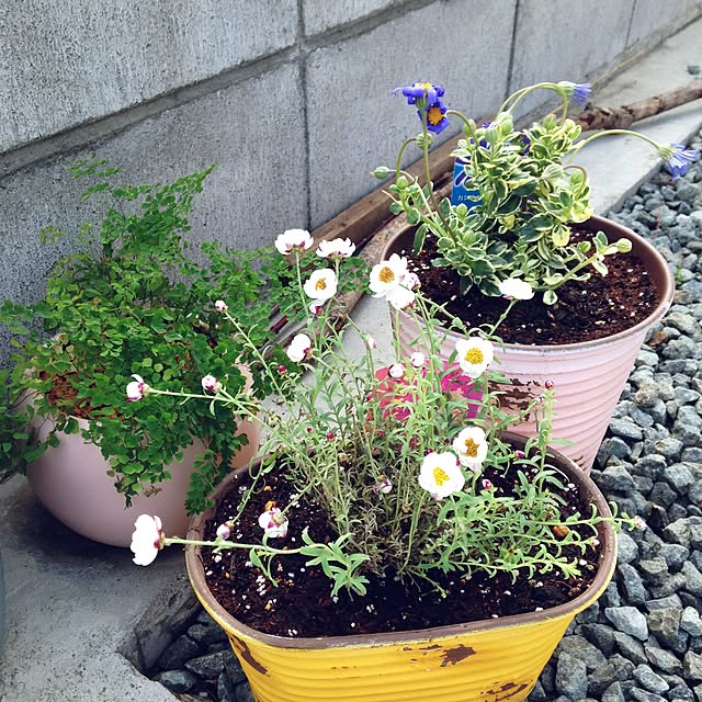 Midoriさんの実例写真