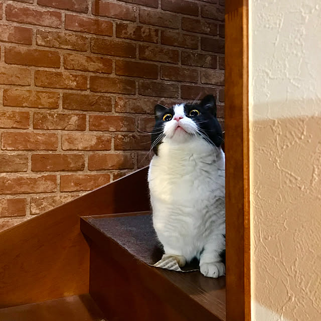 butachanさんの実例写真