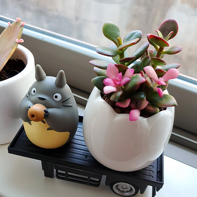 totoroさんの実例写真