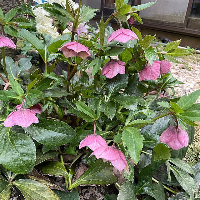 sugichanさんの部屋