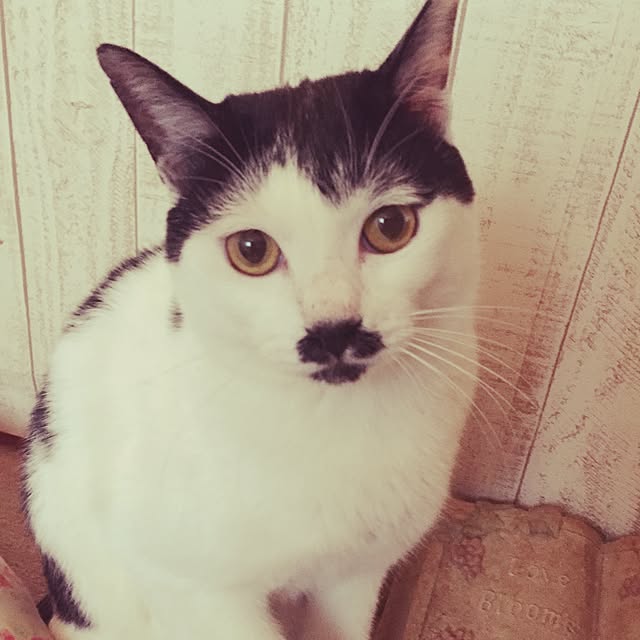 powderさんの実例写真