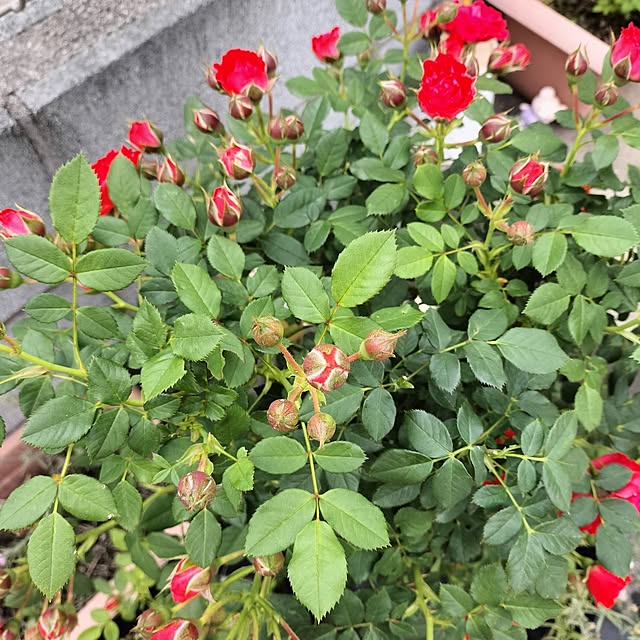 ya_maさんの部屋