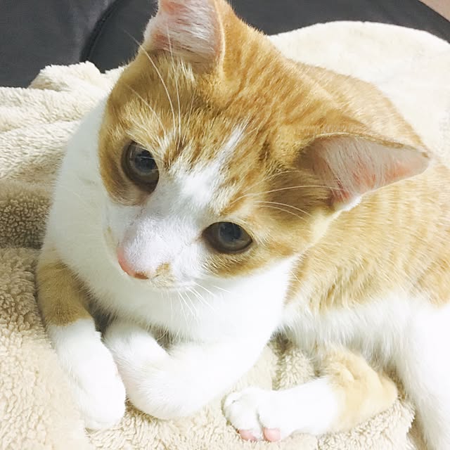 abcさんの実例写真