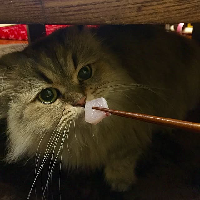 butachanさんの実例写真