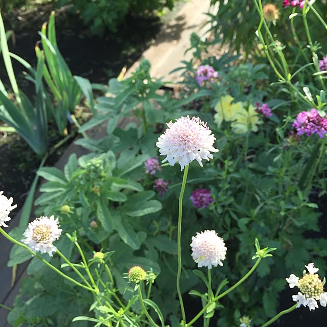 happygardenさんの実例写真