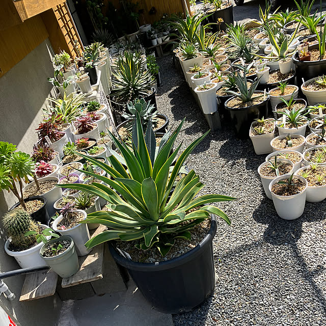 koshiregutyoさんの部屋