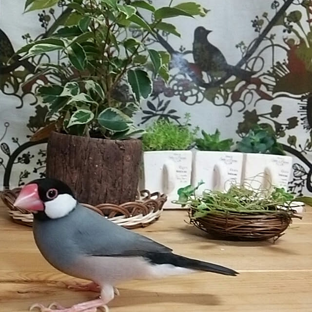 miiさんの実例写真