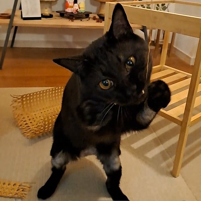 kankanmom_horn_5catsさんの部屋