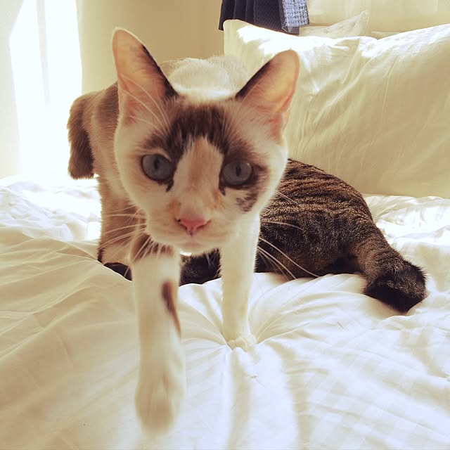 pippiさんの実例写真
