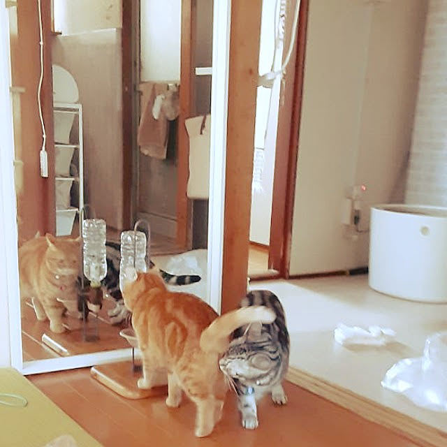 fruityanさんの実例写真