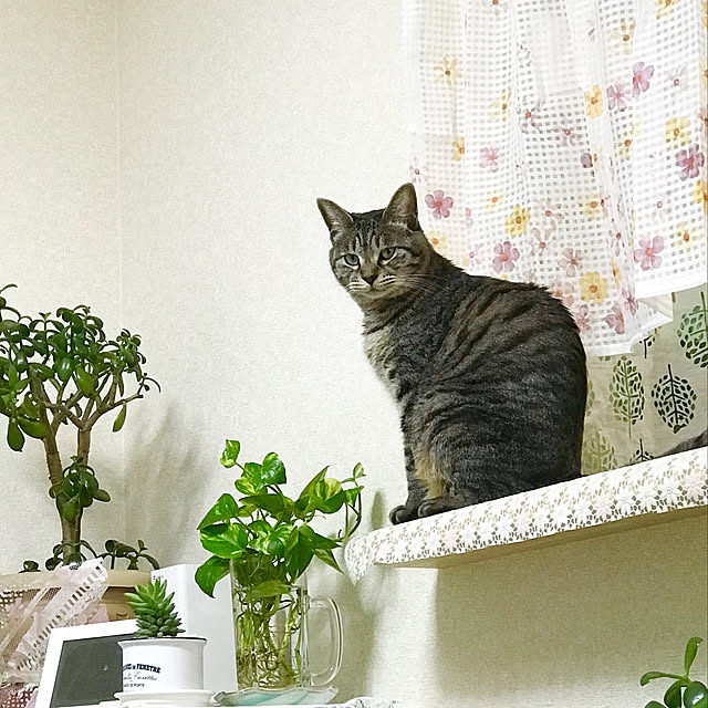 Shinさんの実例写真