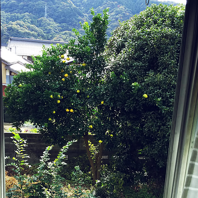 ringarintonさんの実例写真