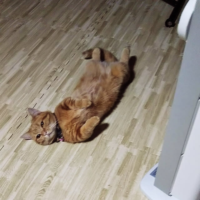 runaさんの実例写真