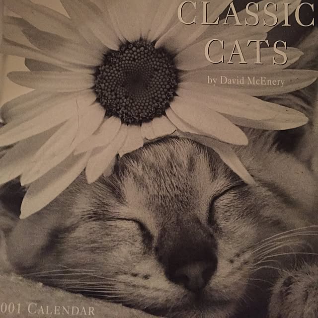 catwomanさんの実例写真