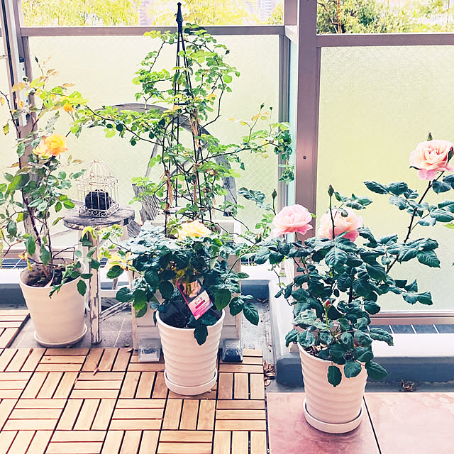 rararaさんの実例写真