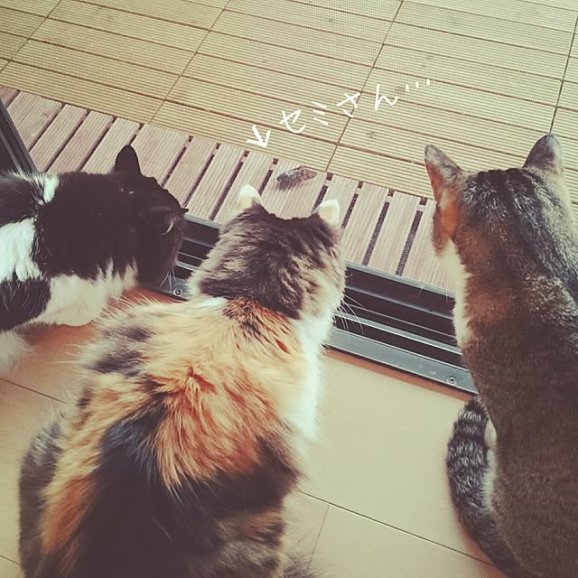 sumosarozaさんの実例写真
