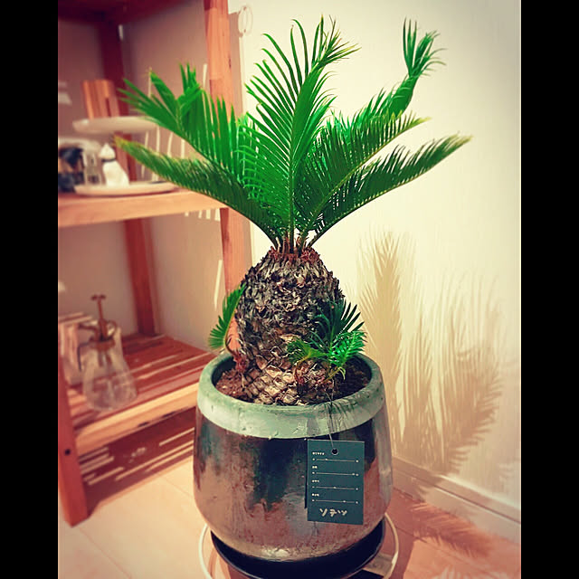 玄関/入り口/そてつ/観葉植物のインテリア実例 - 2017-08-23 13:22:09