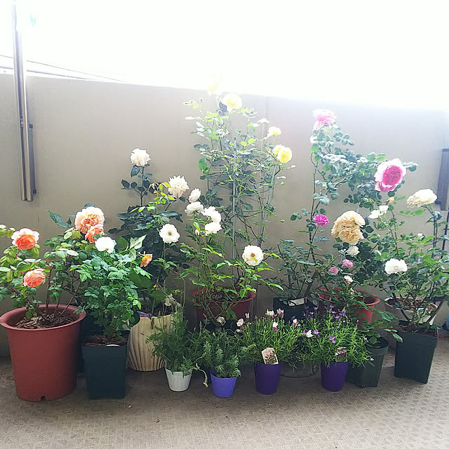 hiromimiさんの実例写真