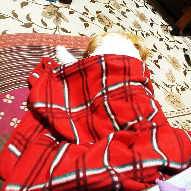 kakkyさんの実例写真