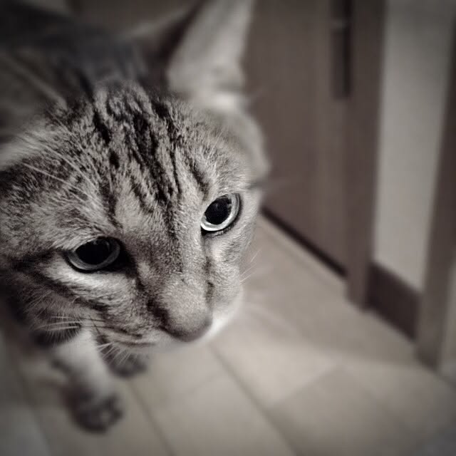 玄関/入り口/ねこのいる風景/ねこ部のインテリア実例 - 2015-07-13 21:02:01