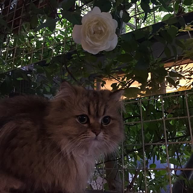 butachanさんの実例写真