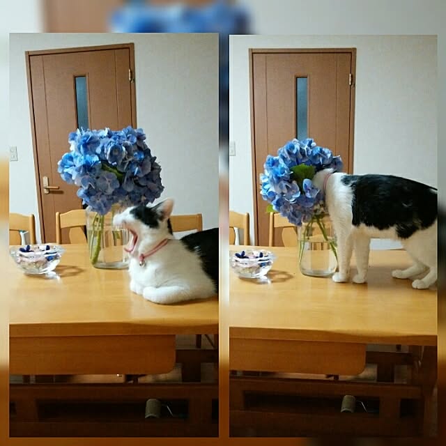yum0408さんの実例写真