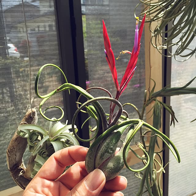 S-Tillandsiaさんの実例写真