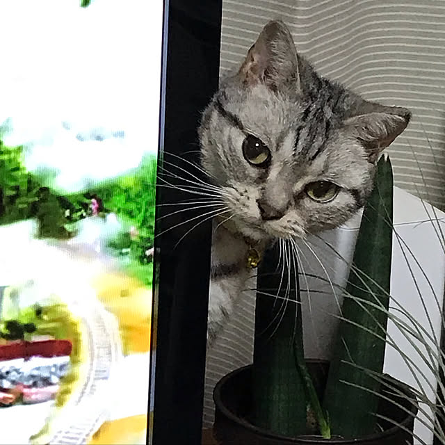 HANAさんの実例写真