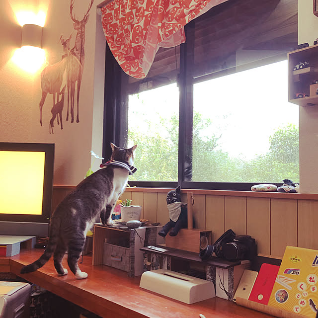 jijiさんの実例写真