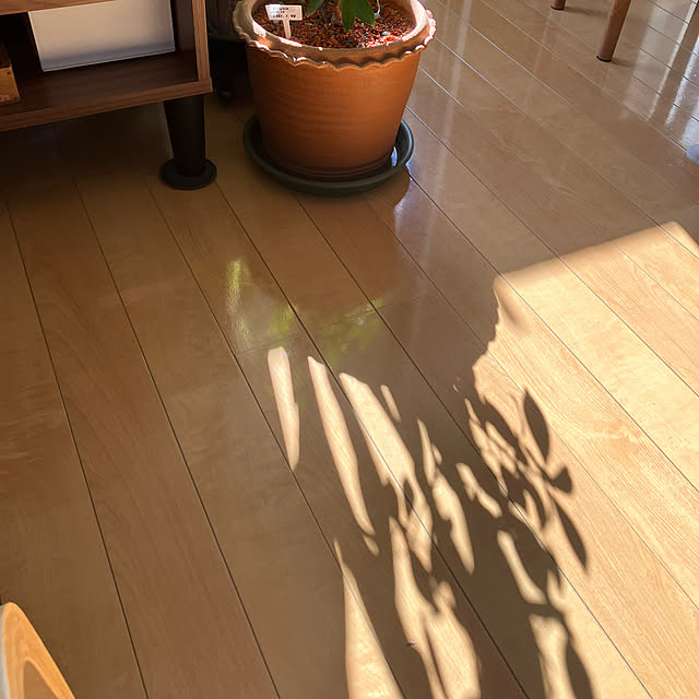 koshiregutyoさんの部屋
