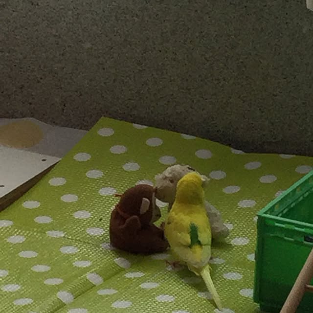 pipiさんの実例写真