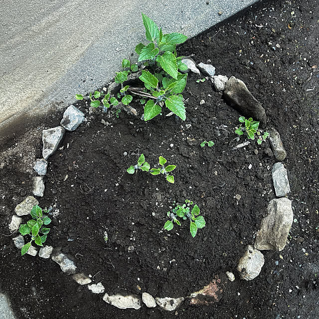 Ohigeさんの実例写真