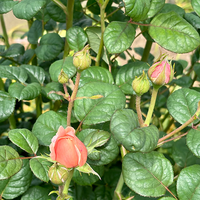 SIELUさんの部屋